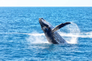 Whale Watching | Boab Boats Hire