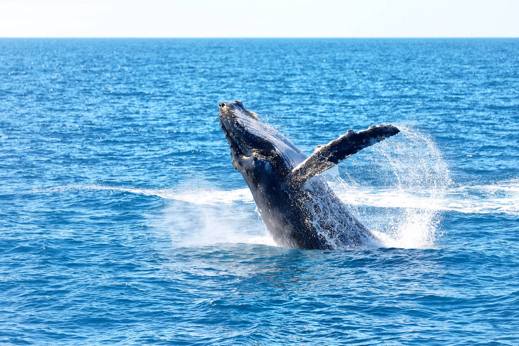 Whale Watching | Boab Boats Hire